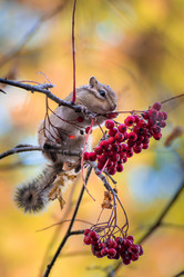 Similar image 21720407