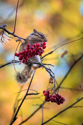 Similar image 21720408