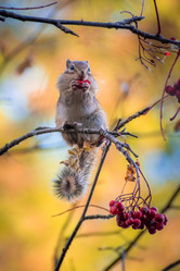 Similar image 21720409