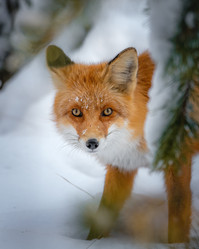 Similar image 21720411