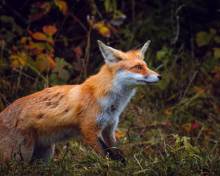 Similar image 21720412