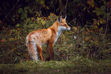 Similar image 21720413