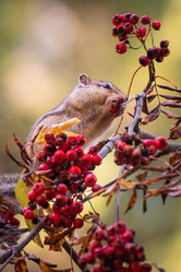 Similar image 21720414