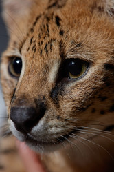 Similar image 21740389