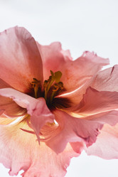 Similar image 21742529