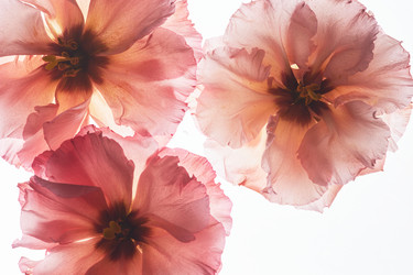 Similar image 21743257