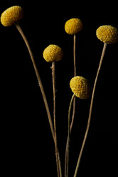 Similar image 21742910