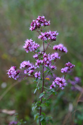 Similar image 21721806