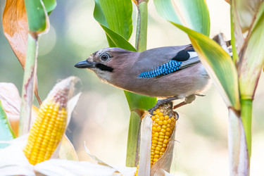 Similar image 21750615