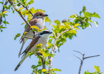 Similar image 21751240