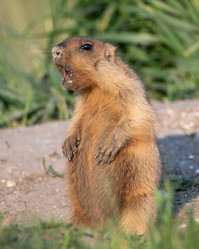 Similar image 21750627