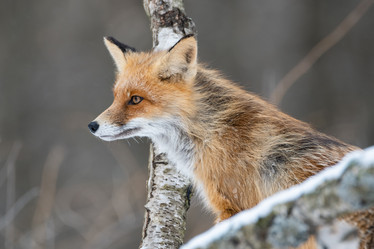 Similar image 21751242