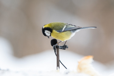 Similar image 21751429