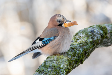 Similar image 21750633