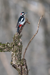 Similar image 21751247