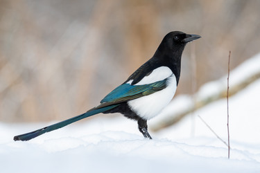 Similar image 21751248