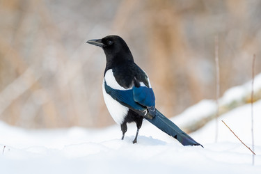 Similar image 21751249