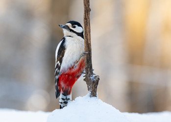 Similar image 21751250