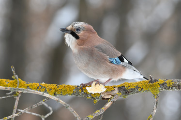 Similar image 21750638