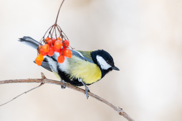 Similar image 21751256