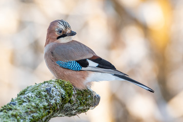 Similar image 21750639