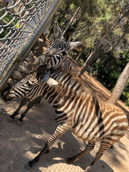 Similar image 21751106