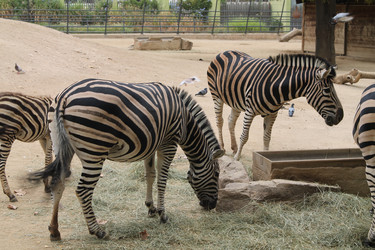 Similar image 21760995