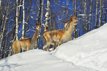 Similar image 21721489