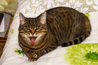 Similar image 21720686