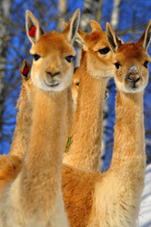 Similar image 21721584