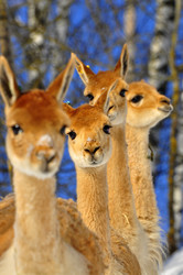 Similar image 21721590