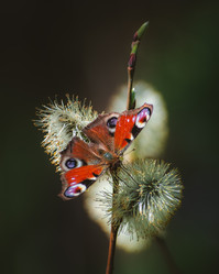 Similar image 21720694