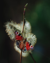 Similar image 21720695