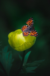 Similar image 21720696