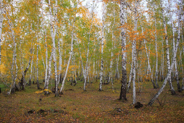 Similar image 21720833