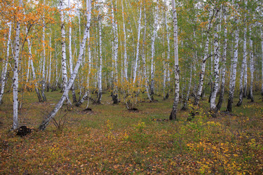 Similar image 21720834