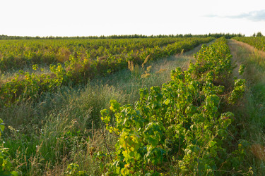 Similar image 21720781