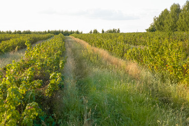 Similar image 21720782