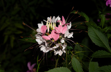 Similar image 21766472