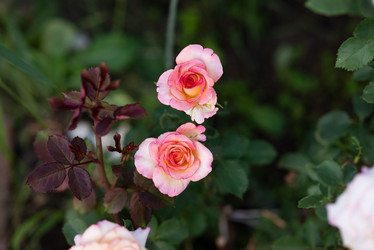 Similar image 21721940