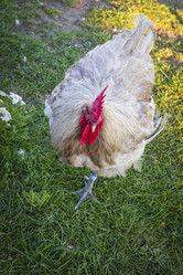 Similar image 21722628