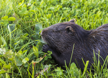 Similar image 21722660