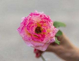 Similar image 21722688