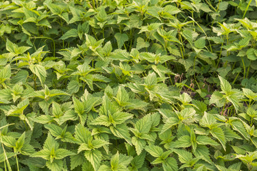 Similar image 21723008