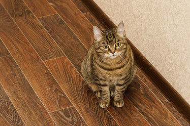 Similar image 21750003