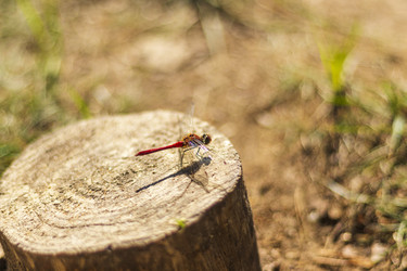 Similar image 21723664