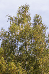 Similar image 21722740