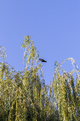 Similar image 21723205