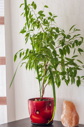 Similar image 21723476