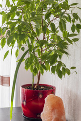 Similar image 21723482